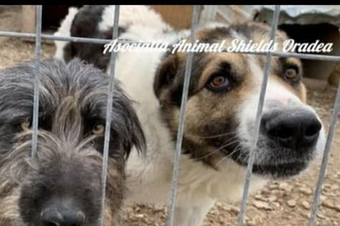 Hunde hinter Gittern